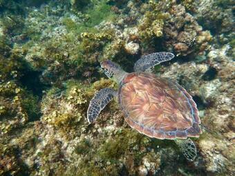 White Sands Anguilla