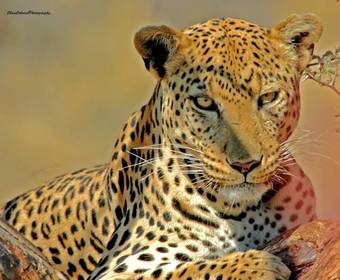 Hostal Wayfarers Guest House