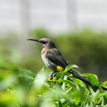 Beachcombers Bed & Breakfast