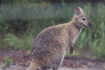 Bush & Beach Family Retreat