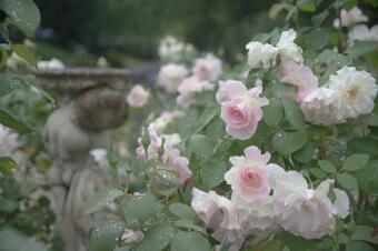 Bed & Breakfast The Willows At Kurrajong