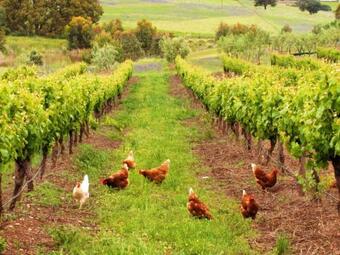 Bed & Breakfast Lucy's Cottage