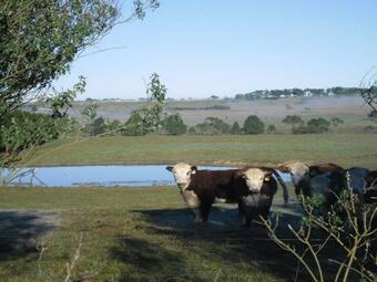 Sutton Downs - Renovated Country Home On 100 Acres