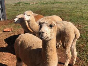 Hostal New Horizons Farm Stay