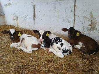 Hotel Pousada Recanto Da Lunane