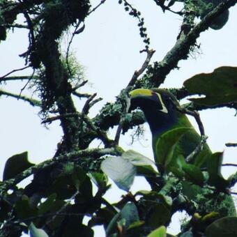 Hotel Caba�as Bongos