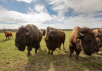 Hotel Residence Safari Resort - Bison Lodge
