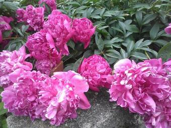 Villa Family House Fuchs