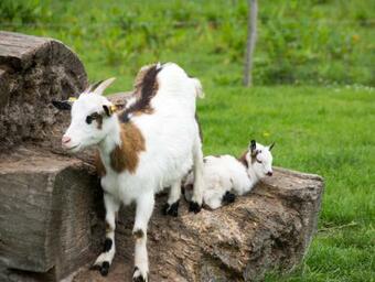 Apartamento Feriengut Gaarz - Kavaliershaus 17