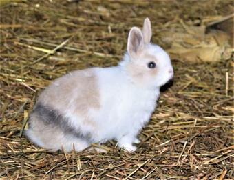 Apartamento Feriengut Gaarz - Stellmacherei 27