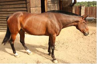 Hotel Areal Botanika