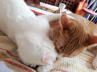 House With 2 Bedrooms In El Cotillo With Wonderful Sea View And Wifi 1 Km From The Beach