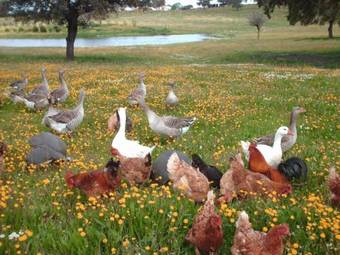 Hostal Agro-turismo Monte Da Galega