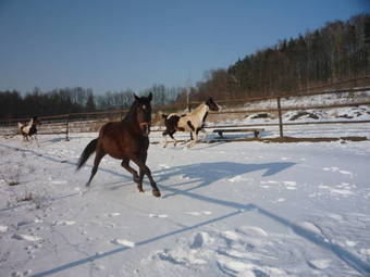 Agroturystyka Pod Rumakiem