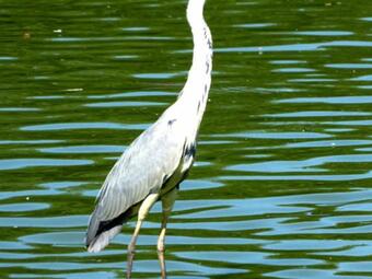 G�te Bouligneux, 2 Pi�ces, 4 Personnes - Fr-1-493-49