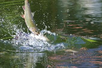 Apartamento Holiday Flats Forellenhof Dabo - Els05027-cyb