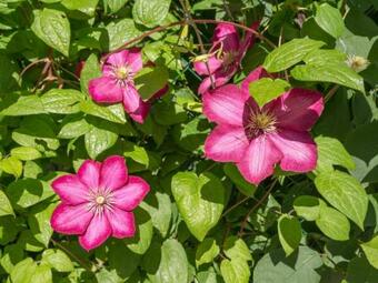 G�te Sainte-reine-de-bretagne, 4 Pi�ces, 6 Personnes - Fr-1-306-1095