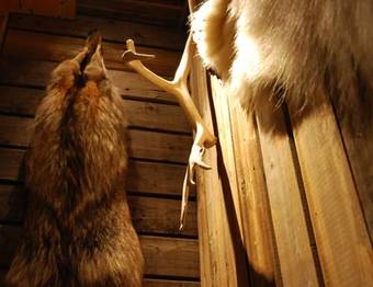 Basecamp Trapper's Hotel