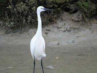 G�te Saint-lyphard, 3 Pi�ces, 4 Personnes - Fr-1-306-1163