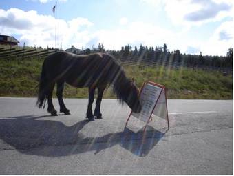 Lodge Nordseter Hytter