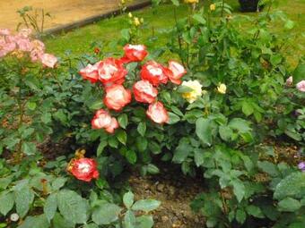 Villa Maison Vicq-sur-nahon, 4 Pi�ces, 10 Personnes - Fr-1-591-218