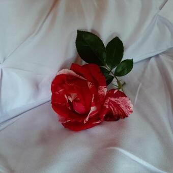 Cornflower In The Countryside With Private Garden!