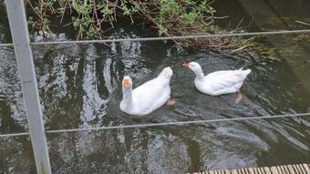 Bed & Breakfast The Sheppey