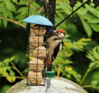 Lodge Hollicarrs - Forest Retreat