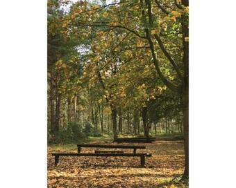 Hollicarrs - Woodland Lodge