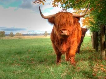 Clonmoylan - Hunters Home Cottage