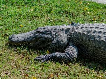 The Camping Site Hamat Gader