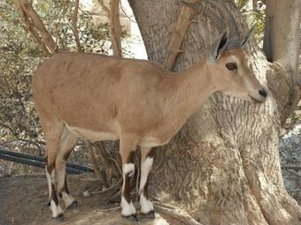 Apartamento Neve Zohar Dead Sea