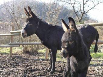 Agroturismo B&B Locanda Della Sesta Felicit�