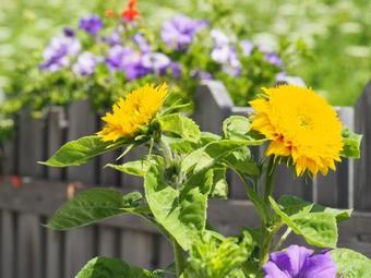 Apartamento Miribunghof