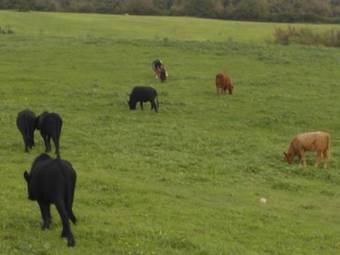 Agroturismo Agriturismo Al Varco D'oro