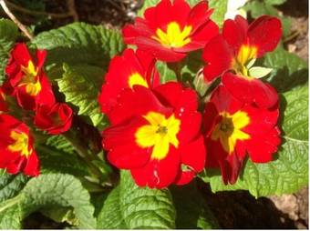 Agroturismo Casa Verniano