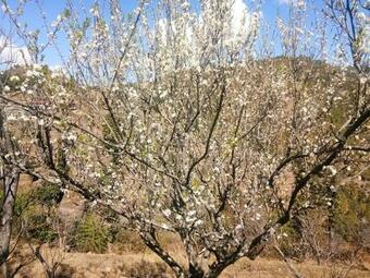 Hotel Apple Country Village Kanatal, Dhanaulti, Uttrakhand