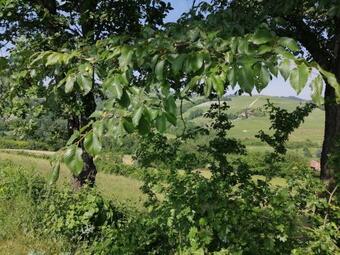 Bed And Breakfast La Volpe Tra Le Vigne