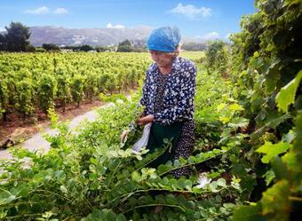 Hotel Castellaro Wine Resort