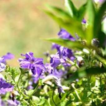 Apartamento Osnata Studios