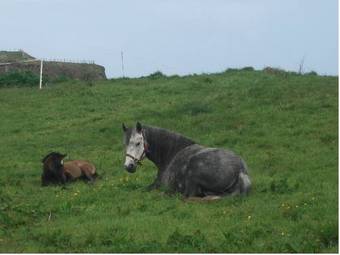 Fuchsia House Bed And Breakfast Connemara