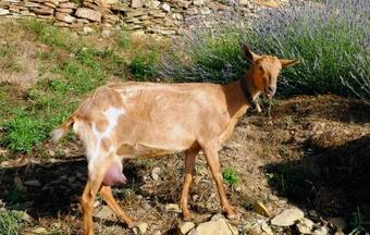 Agroturismo Agriturismo Il Roccolo