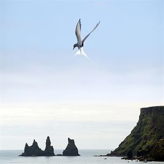 Icelandair Hotel V�k