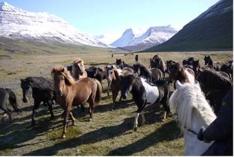 Hostal Hofsstadir Guesthouse