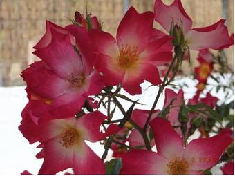 Apartamento Manganas Studios