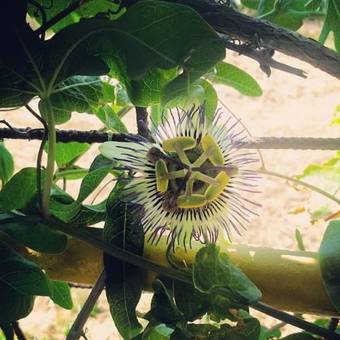 Thomatos Apartments Lourdas Beach