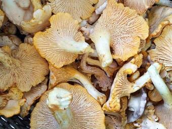 Holiday Home Sv�ngsta