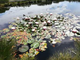 Apartma Borovnica Rogla
