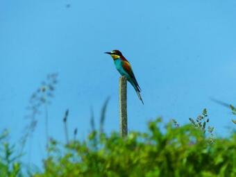 Holiday House (apartment) Podhamer B