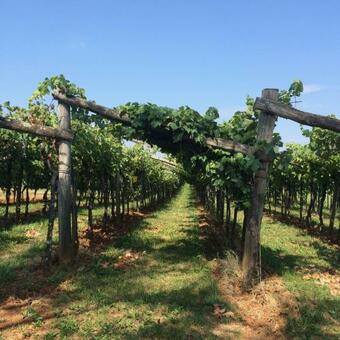 Villa Lavanda In Kriz - Sezana